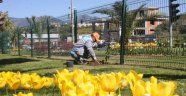 Alanya’da baharın habercisi çiçekler boy gösterdi