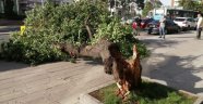 Alanya’da fırtına ağaç devirdi, araç altında kaldı